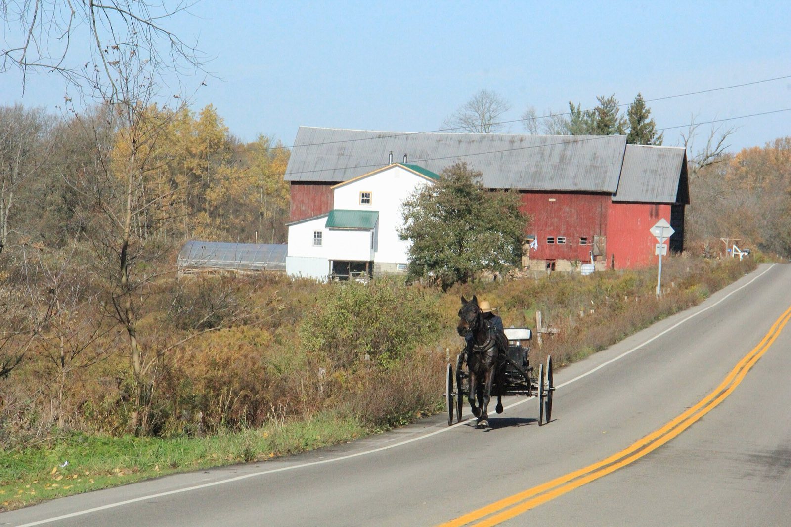 Amish horse and buggy on US Route 62 in Cattaraugus County, New York, passing a red barn in fall