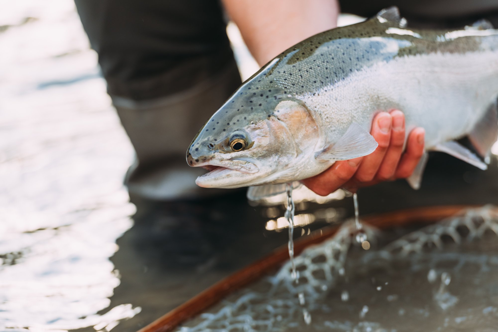 Rainbow trout being released over a net in a river near Ellicottville